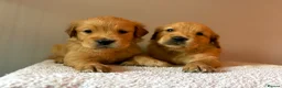 Golden Retriever dogs for sale: READY NOW Fox Red, KC, Health Tested Pups - Advert 11