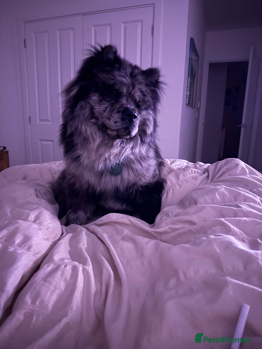 Chow Chow dogs for sale: Chow chow merle  - Image 3
