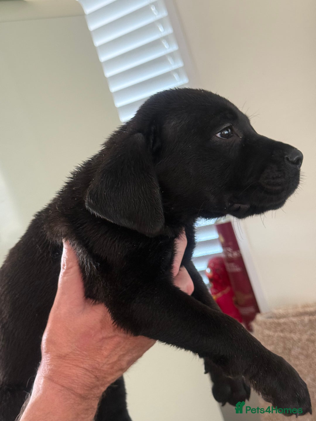 Mixed Breed dogs for sale: Happy and attractive Rotti-Corso puppies  - Image 2