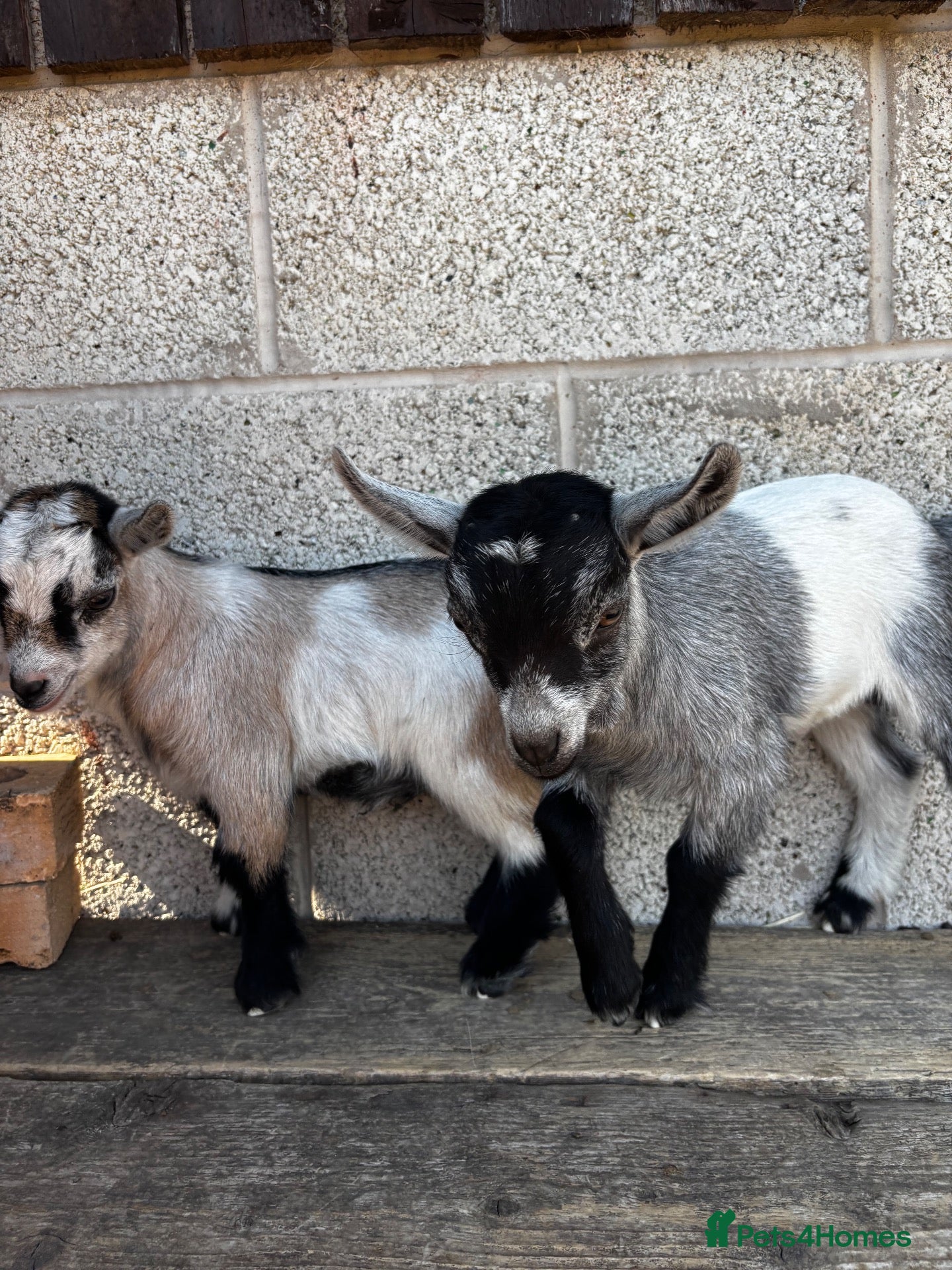 Mixed Breed livestock 2 x Pygmy Wether Kids Ready to Go  - Advert 1
