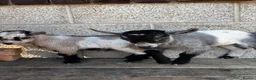 Mixed Breed livestock for sale: 2 x Pygmy Wether Kids Ready to Go  in Huddersfield - Advert 1