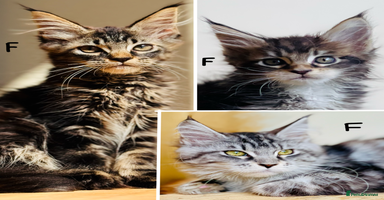Maine Coon cats - Advert 4