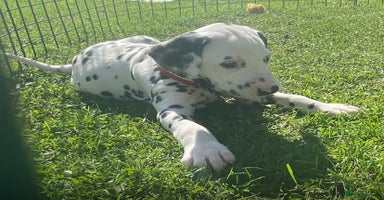 Dalmatian dogs - Advert 8