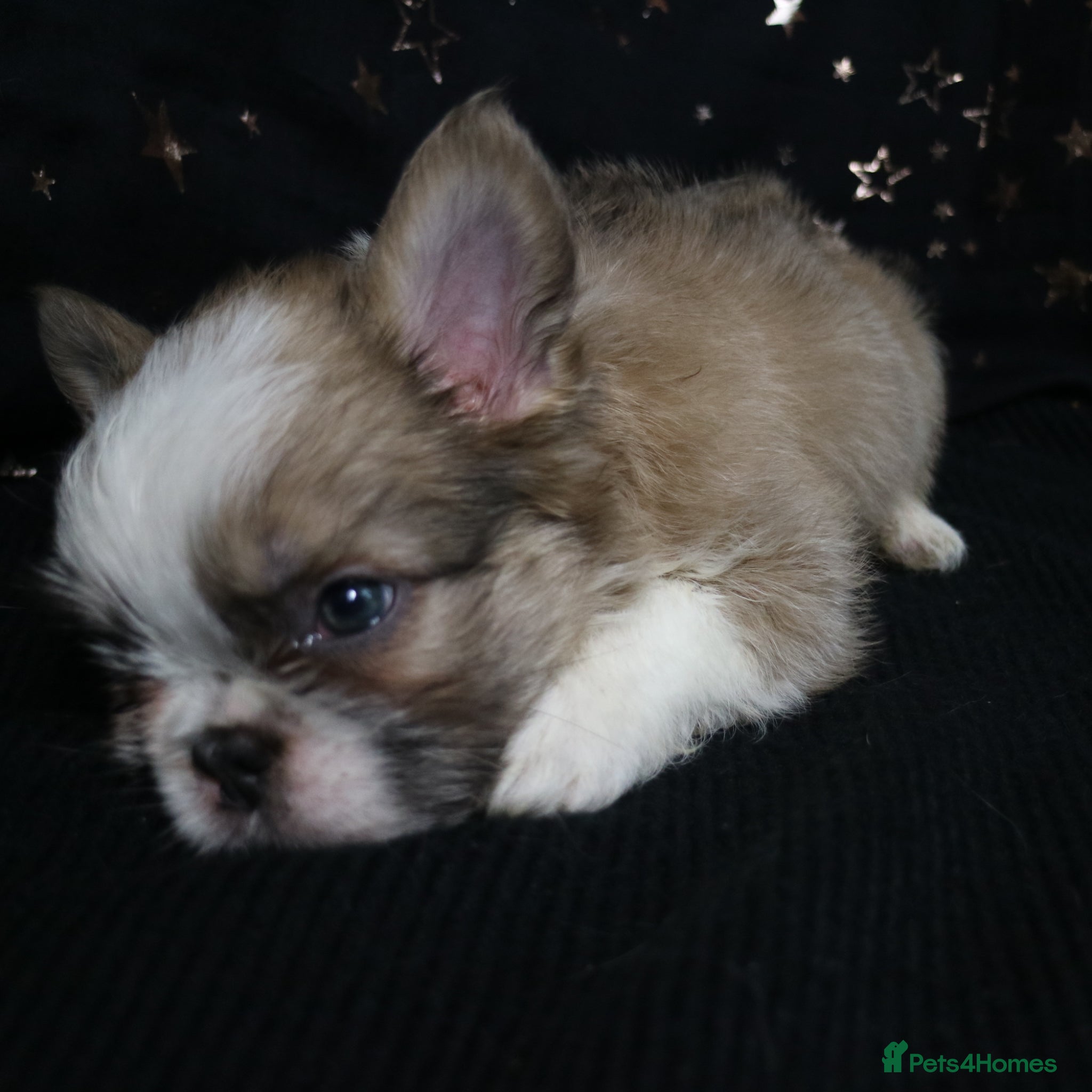 French Bulldog dogs for sale: Happy and health french bulldog puppies  in Braintree - Advert 3