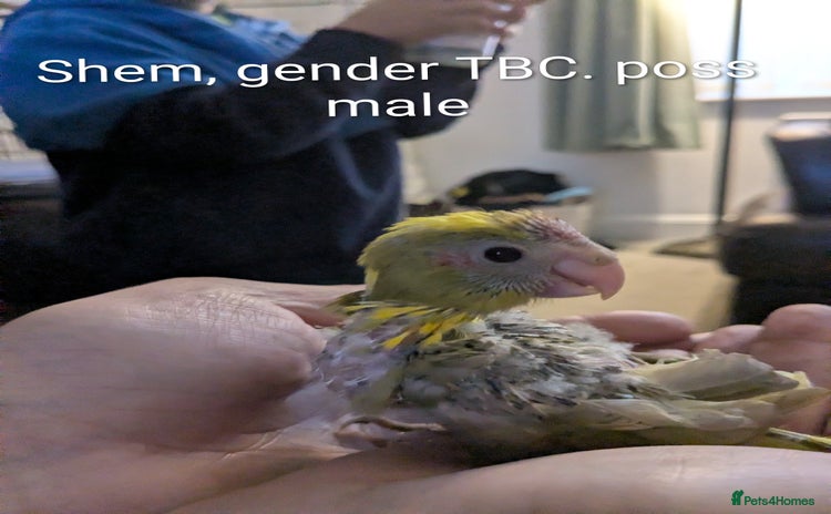 Parakeets birds Hand reared baby kakarikis - Advert 2
