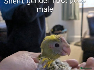 Parakeets birds for sale: Hand reared baby kakarikis - Advert 1