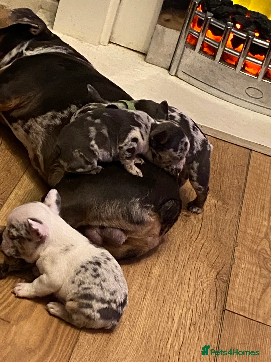 French Bulldog dogs for sale: 5 French bulldog puppies for sale  in Stockton-on-Tees - Advert 9