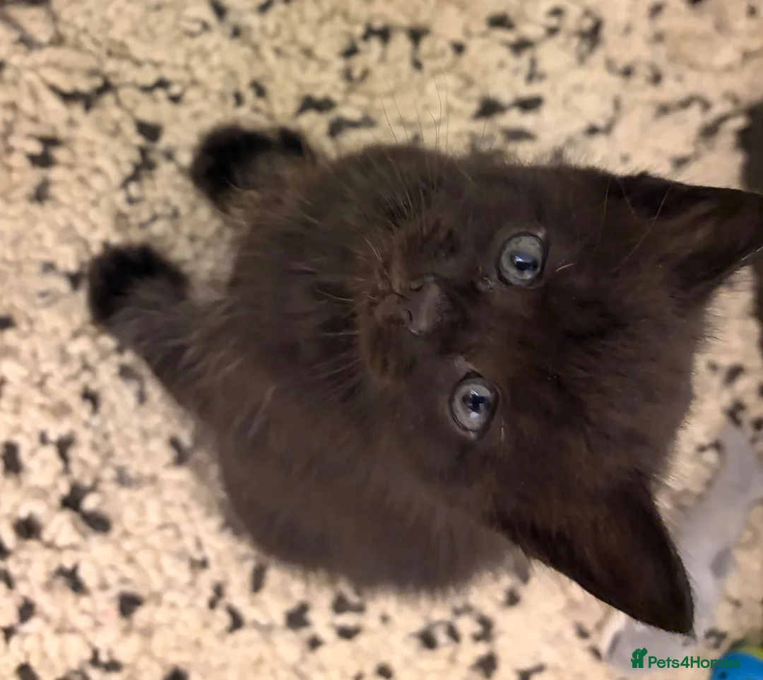 Mixed Breed cats for sale: Mixed-Breed Kittens Looking for Loving Homes in High Wycombe - Advert 8