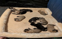 Mixed Breed dogs for sale: St Bernese X swiss Shepard pups - Image 2