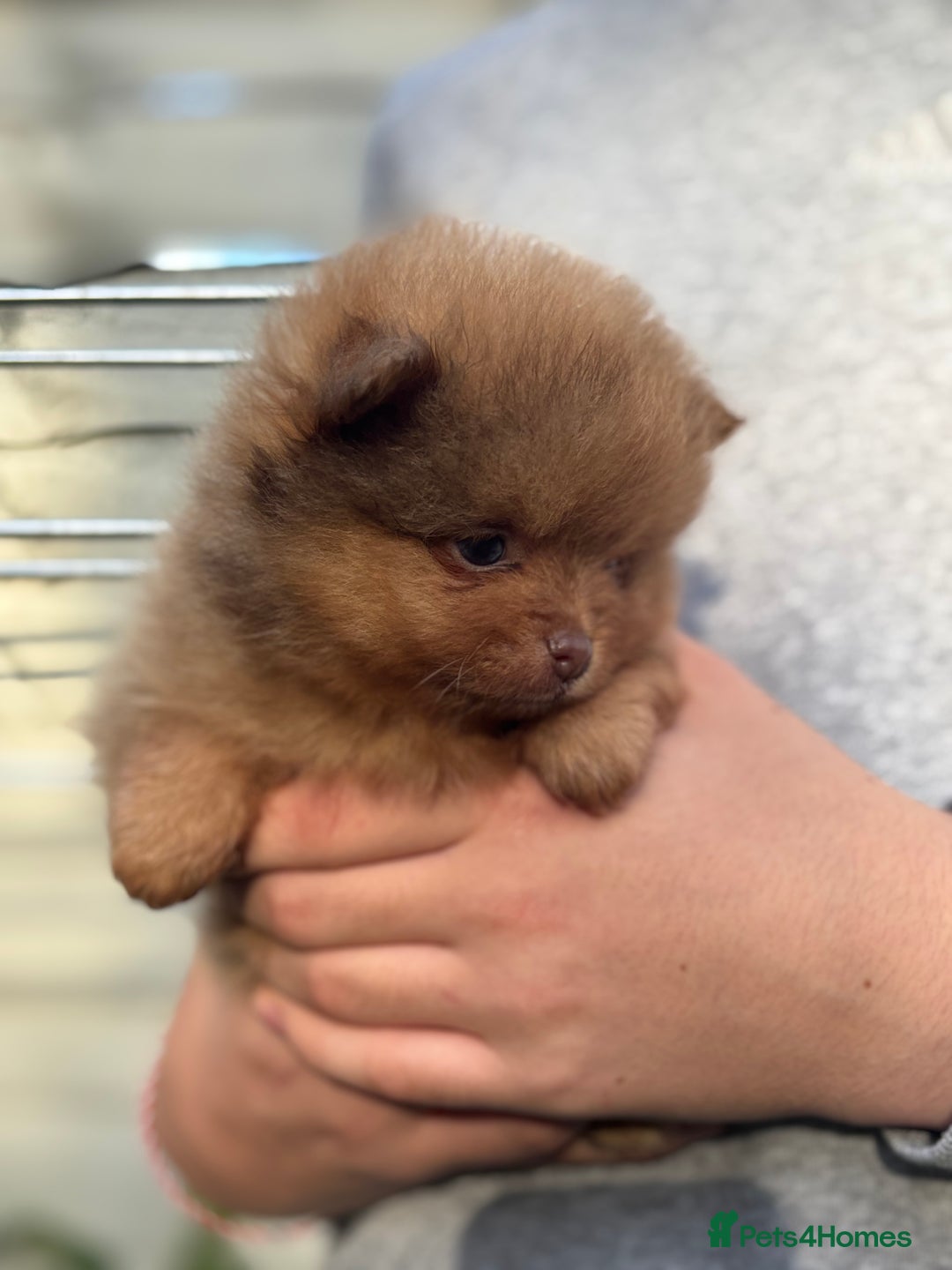 Pomeranian dogs for sale: Exotic color, mini Pomeranians  - Image 32