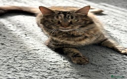 Mixed Breed cats for sale: 2 Tabby's and calico kitten for sale - Image 15