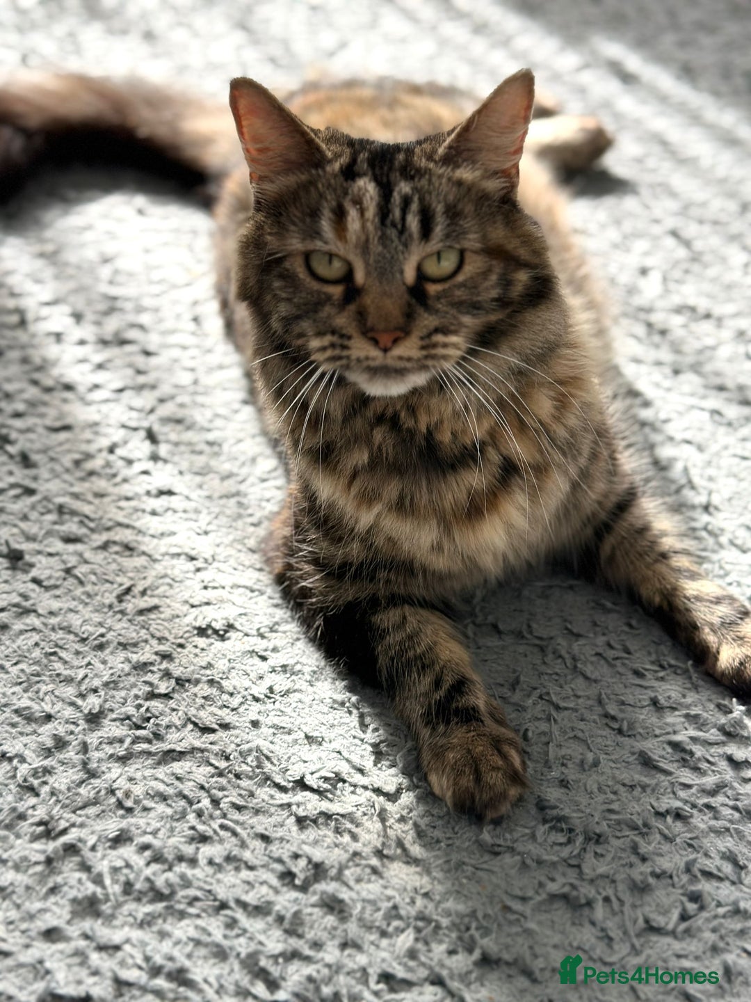Mixed Breed cats for sale: 2 Tabby's and calico kitten for sale - Image 15