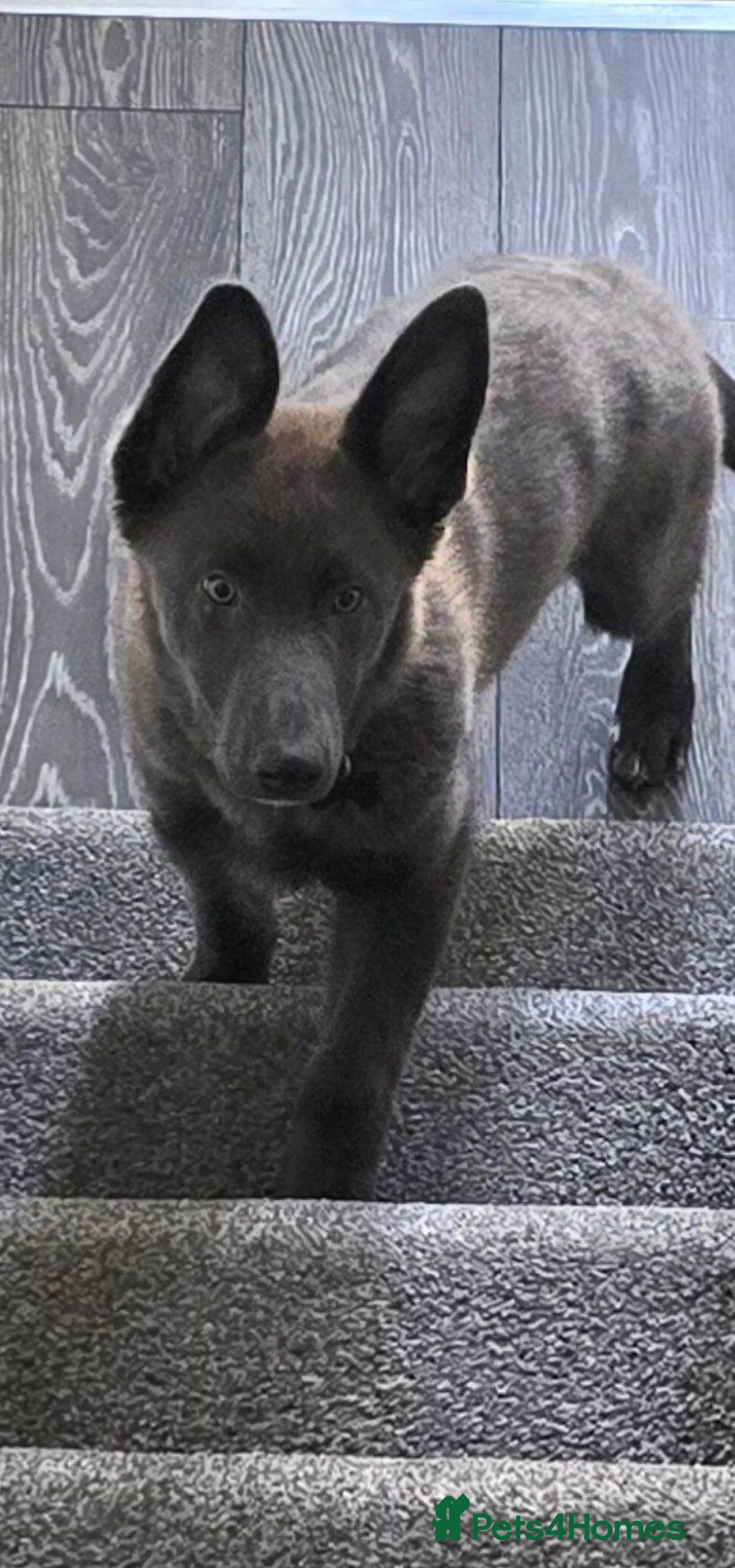 German Shepherd dogs for sale: Blue German Shepherd puppy - Advert 5