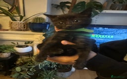 Mixed Breed cats for sale: 3 Beautiful Kittens Remaining  - Image 26