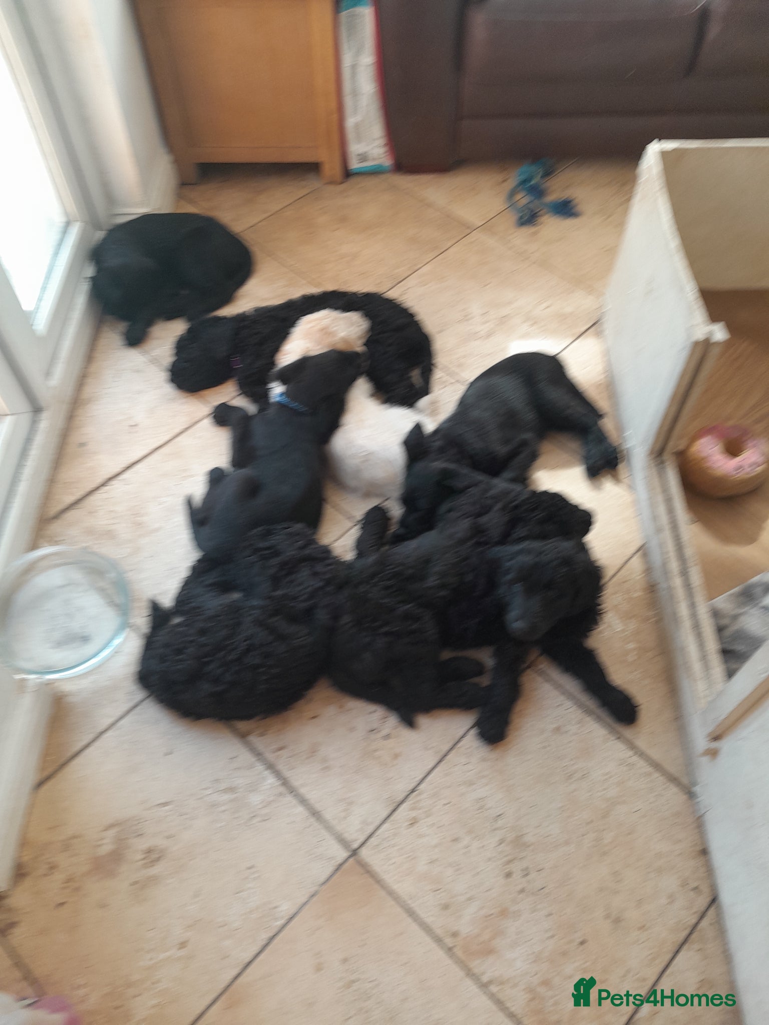 Goldendoodle dogs for sale: Gorgeous Goldendoodle puppies - Advert 14
