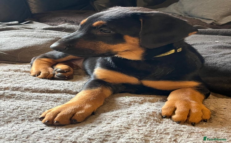 Dobermann dogs - Advert 1