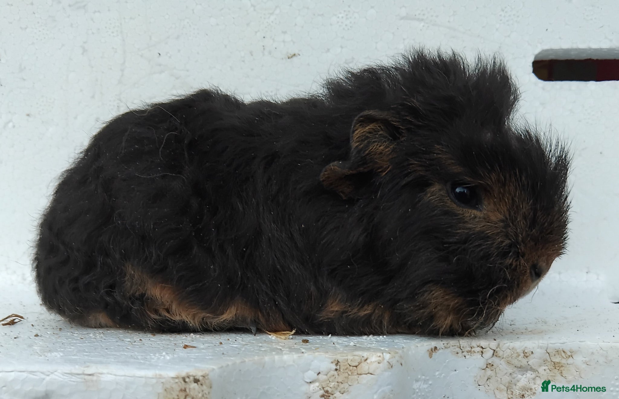 Guinea Pig rodents Swiss and Smooth baby Boars - Advert 1