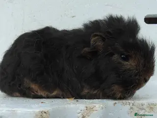 Guinea Pig rodents Swiss and Smooth baby Boars - Advert 4