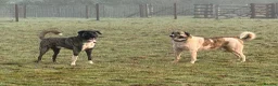Mixed Breed dogs for adoption: HANK - 4 year old, Anatolian Shepherd Mix Boy - Advert 2
