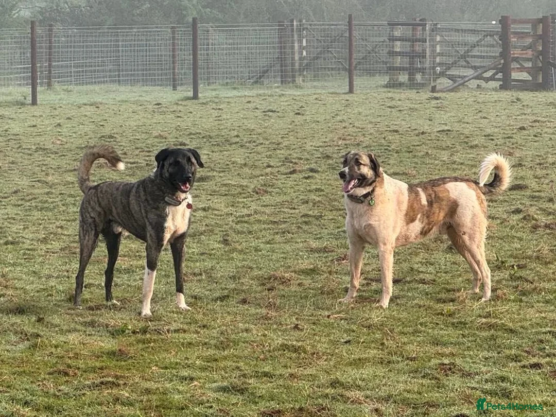 Mixed Breed dogs for adoption: HANK - 4 year old, Anatolian Shepherd Mix Boy - Advert 2