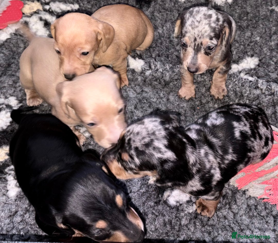 Miniature Dachshund dogs for sale: Beautiful unique babies  - Image 12