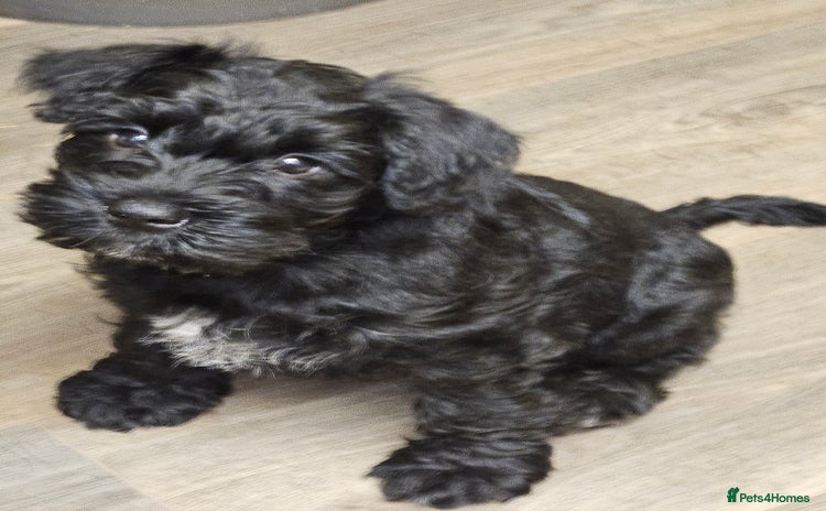 Miniature Schnauzer dogs Playful loving schnauzers - Advert 2