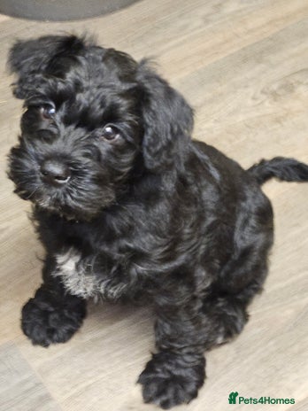 Miniature Schnauzer dogs Playful loving schnauzers - Advert 2