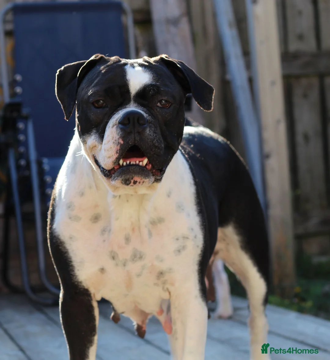 Dorset Olde Tyme Bulldogge dogs for sale: Dorset olde tyme bulldog for sale  - Advert 6