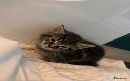 Mixed Breed cats for sale: 2 mixed breed kittens  - Advert 4