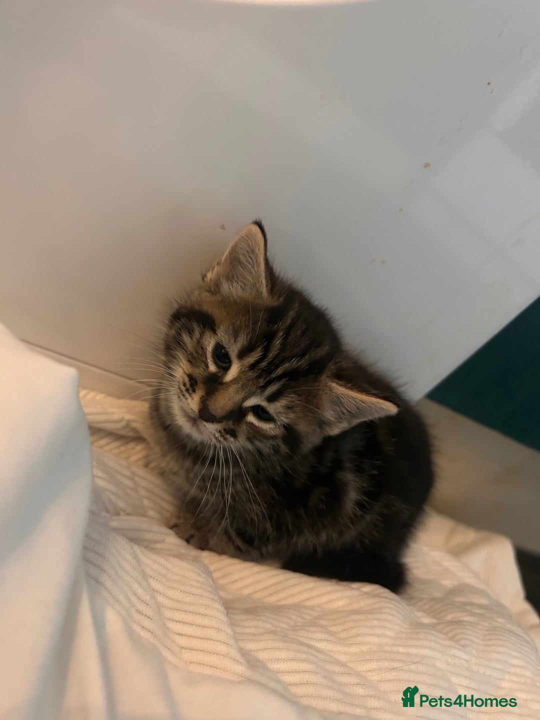 Mixed Breed cats for sale: 2 mixed breed kittens  - Advert 4