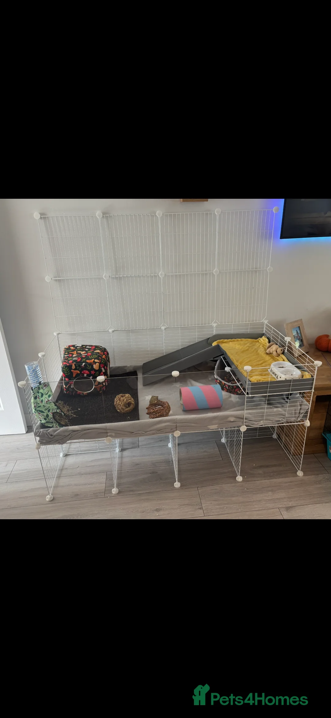 Mixed Breed rabbits for sale: Guinea pigs - Advert 2