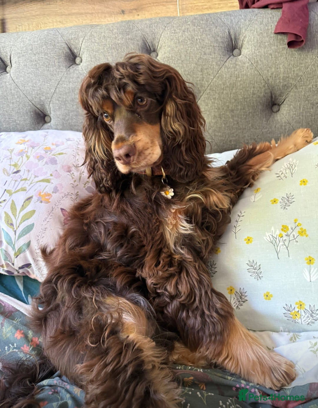 Cocker Spaniel dogs for sale: Kc reg pure bred show cocker spaniels  - Advert 6
