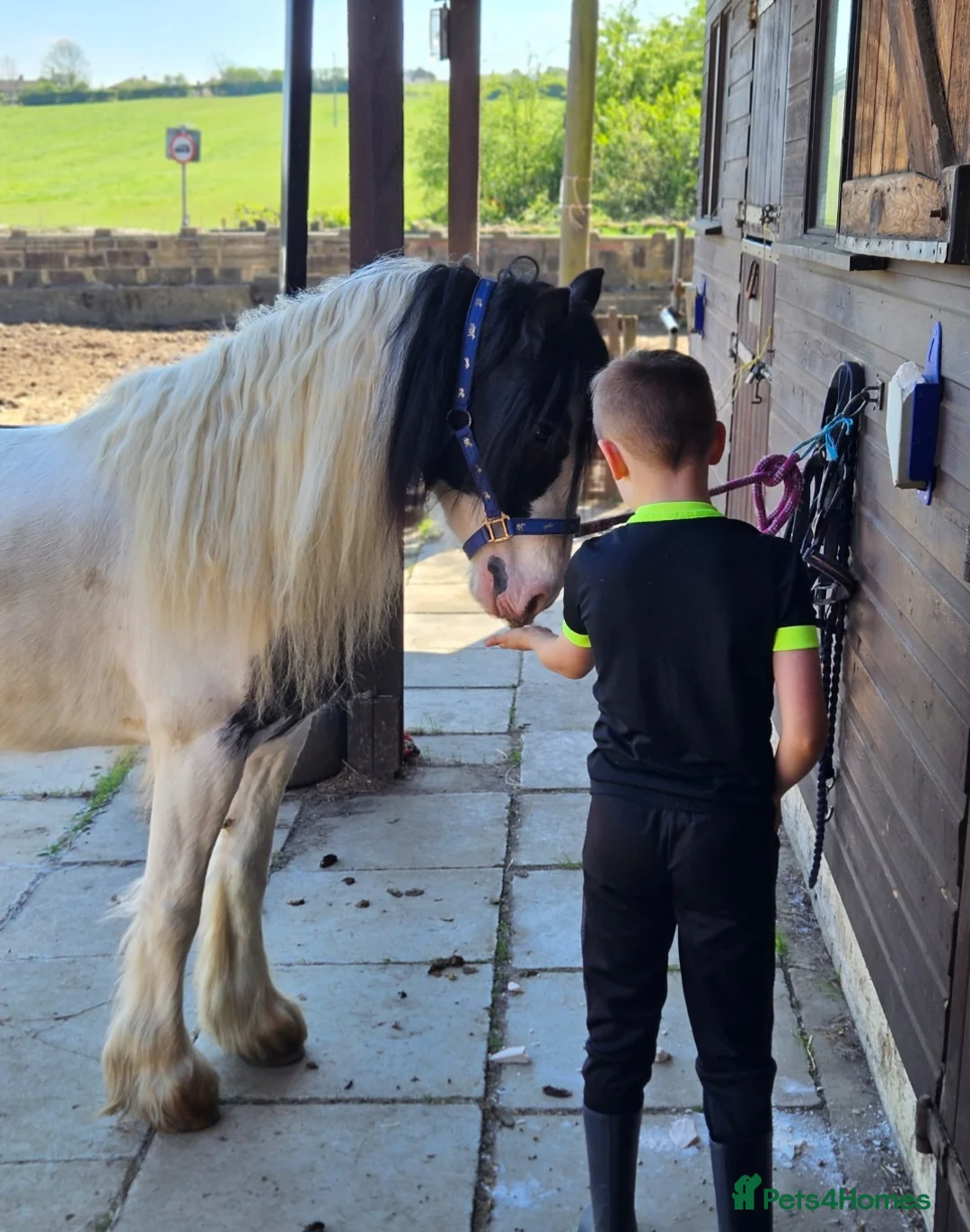 Irish Cob horses for sale: Wonderful cob for sale  - Advert 5