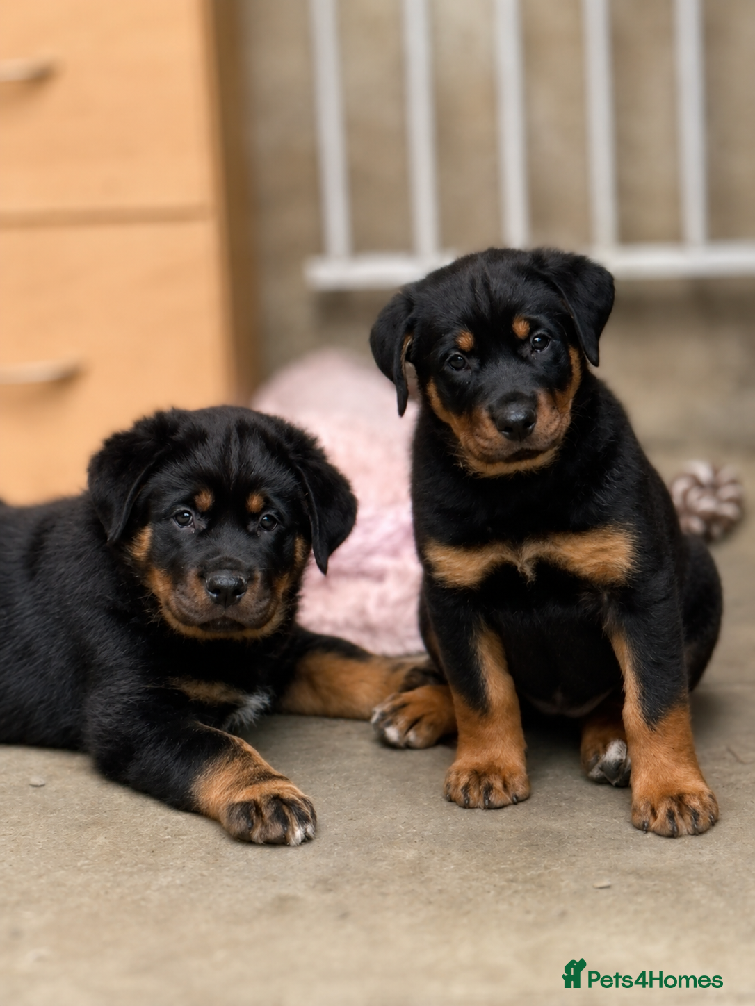 Rottweiler dogs READY NOW💕🐶Shepweiller puppies!!🐶💕 3 LEFT 🐶💕 - Advert 6