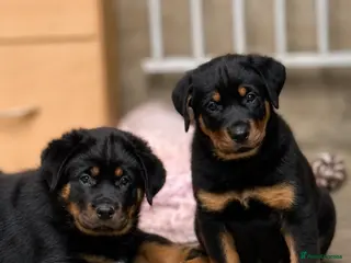 Rottweiler dogs READY NOW💕🐶Shepweiller puppies!!🐶💕 3 LEFT 🐶💕 - Advert 6