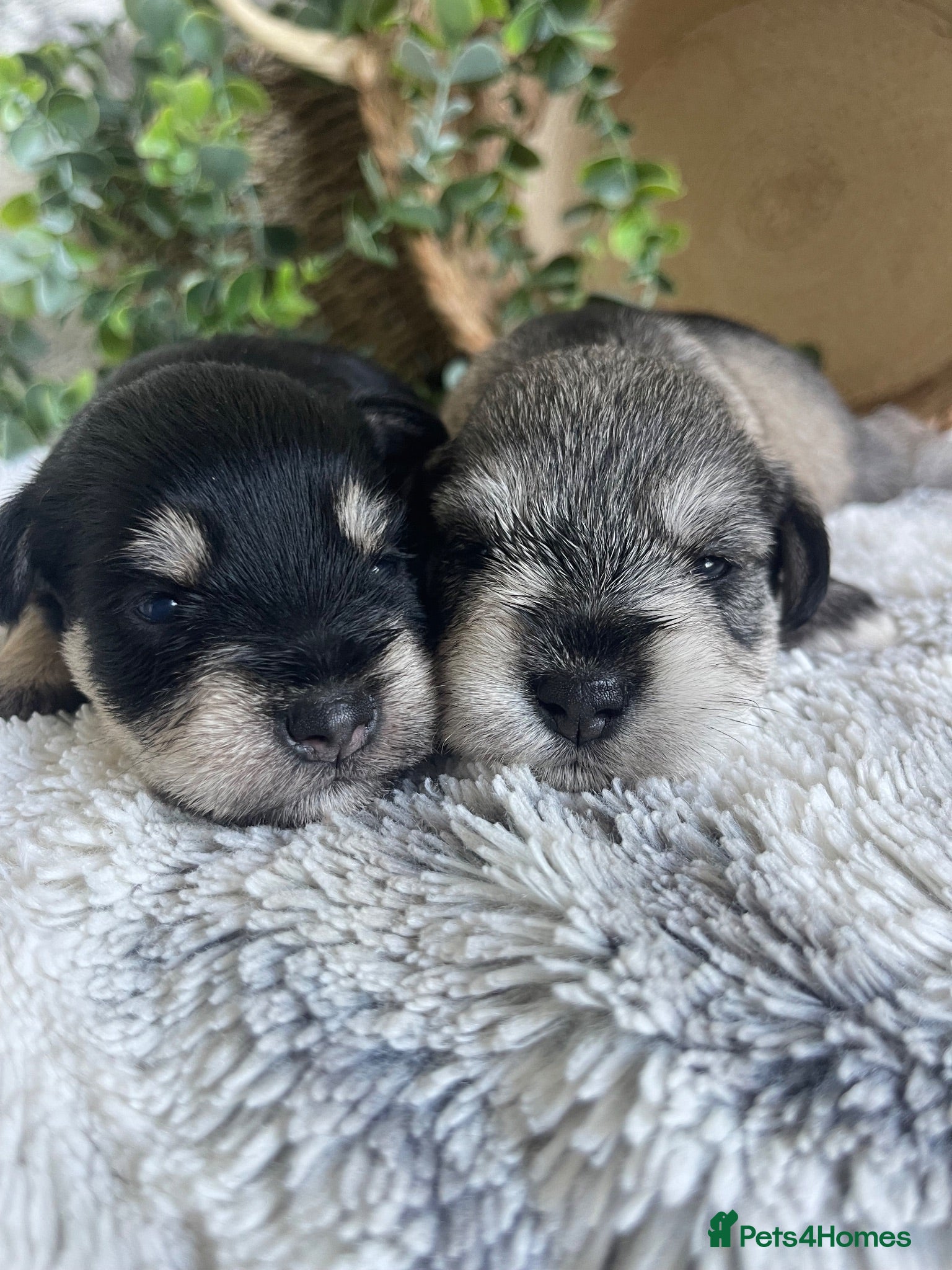 Miniature Schnauzer dogs THERAPY RAISED MINIATURE SCHNAUZERS - Advert 1