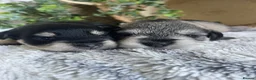 Miniature Schnauzer dogs for sale: THERAPY RAISED MINIATURE SCHNAUZERS - Advert 1