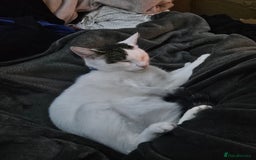 Domestic Shorthair cats for sale: 2 Male Kittens for Sale - Image 3