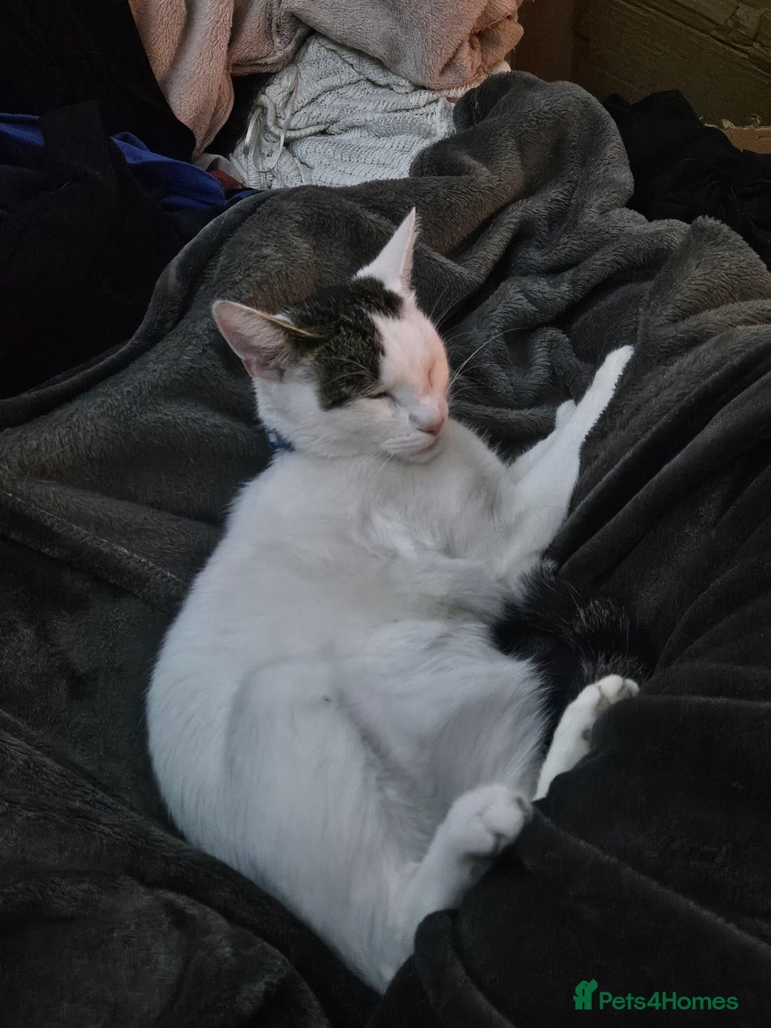 Domestic Shorthair cats for sale: 2 Male Kittens for Sale - Image 3