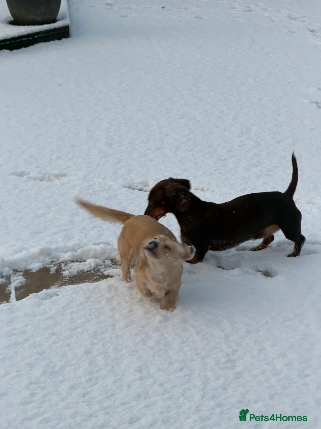 Dachshund dogs for sale: Long haired miniature  - Advert 3