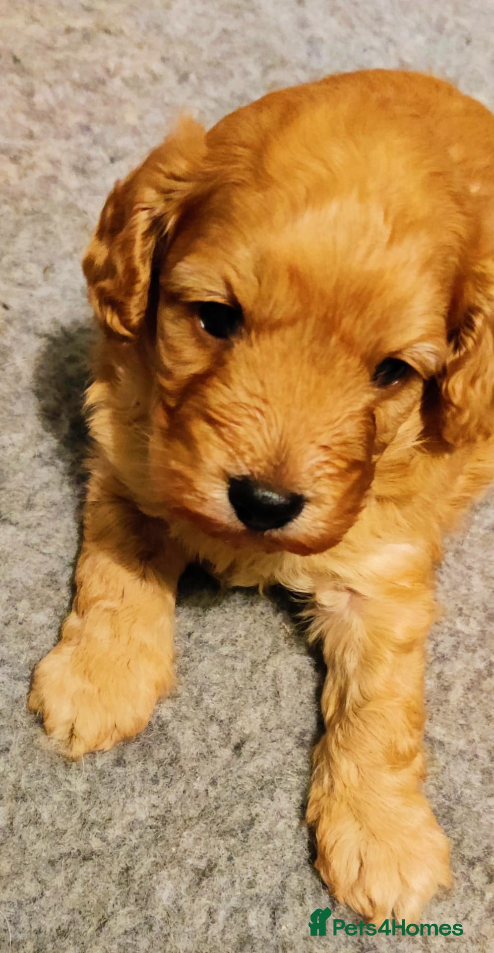 Cockapoo dogs for sale: Outstanding COCKAPOO F1.  - Advert 1