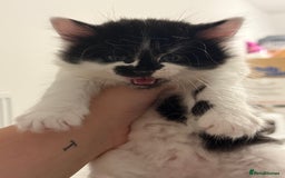 Mixed Breed cats for sale: Litter of kittens  - Image 4