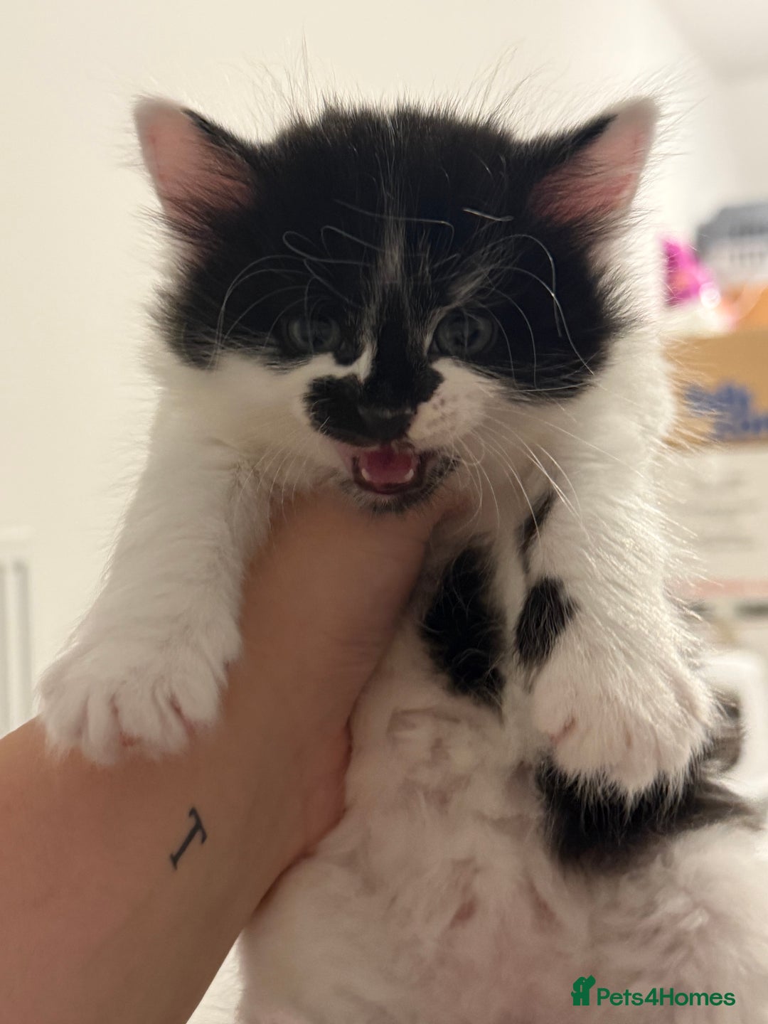 Mixed Breed cats for sale: Litter of kittens  - Image 4