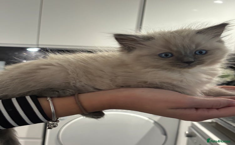 Ragdoll cats - Advert 13