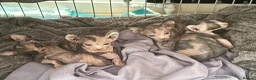Sphynx cats for sale: Adorable sphinx kittens - Advert 3