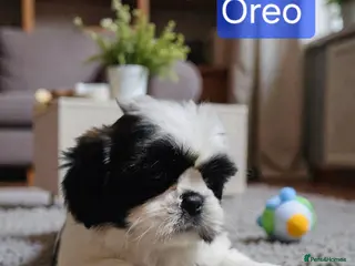 Shih Tzu dogs 💞 QUALITY STANDARD SHIH TZU 💞 - Advert 5