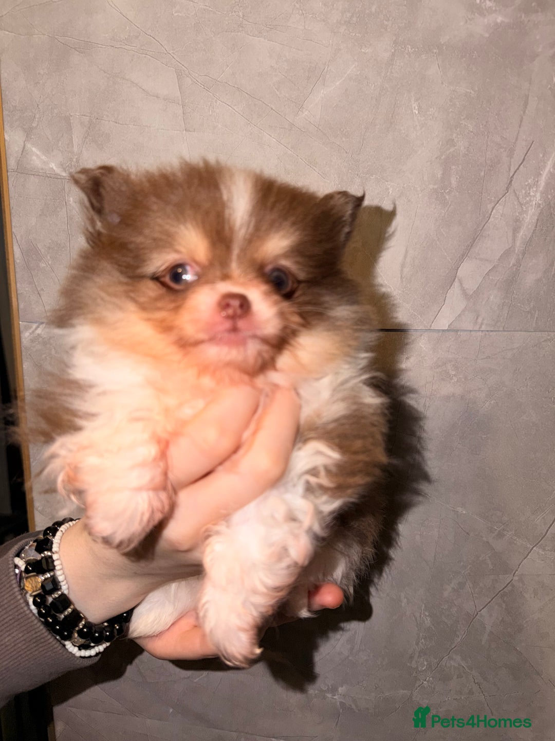 Pomeranian dogs for sale: Micro poms   - Advert 3