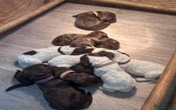Cocker Spaniel dogs for sale: Cocker spaniel puppies - Image 10