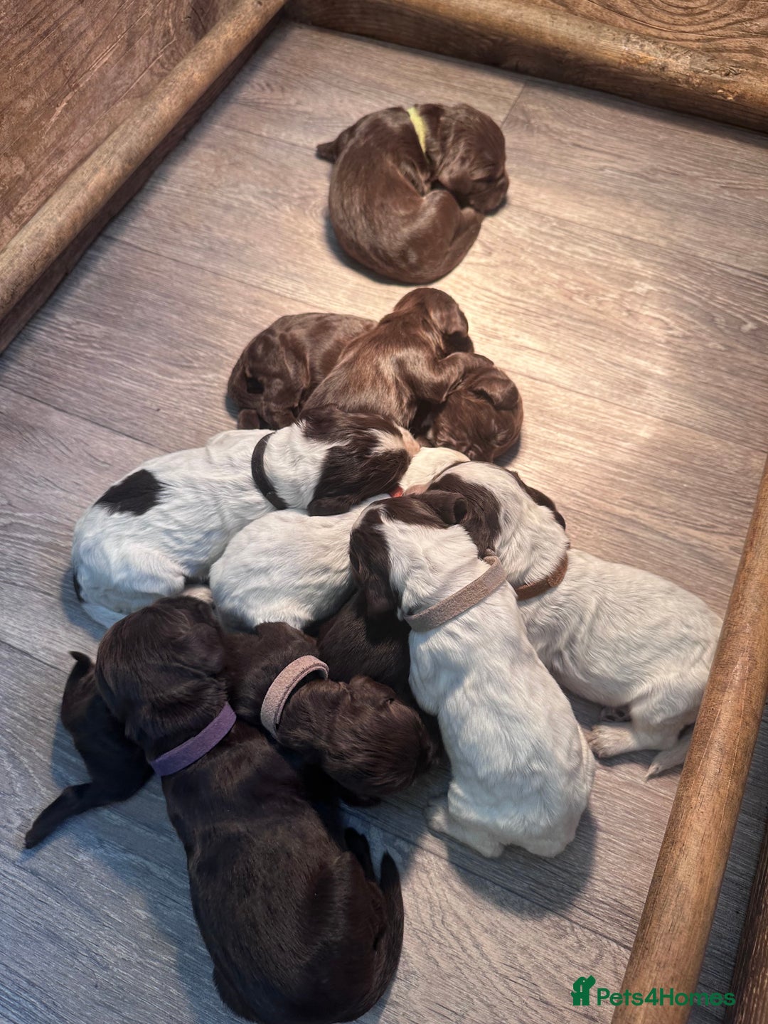 Cocker Spaniel dogs for sale: Cocker spaniel puppies - Image 10