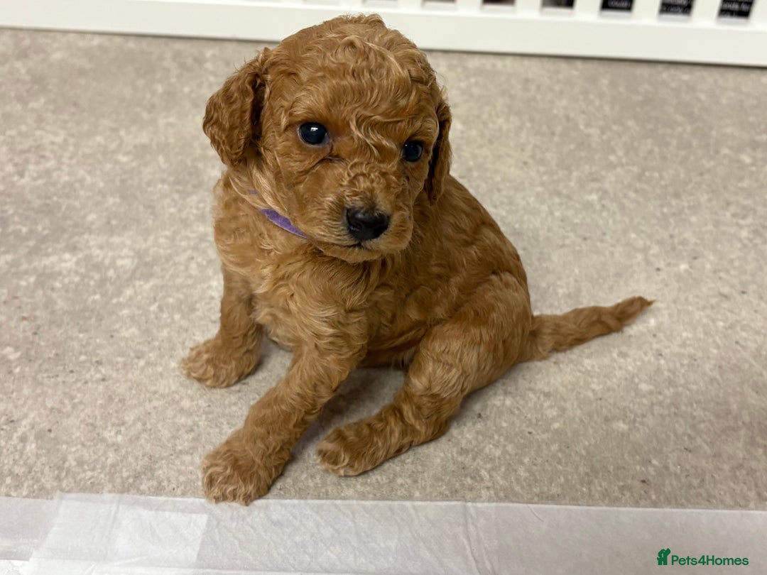 Cockapoo dogs for sale: Cockapoo puppies  - Advert 2